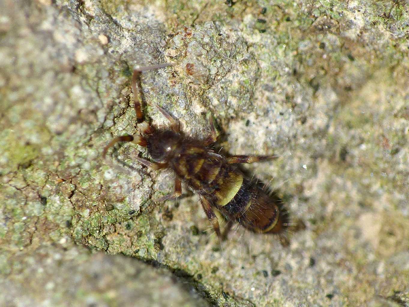 Orchesella cincta